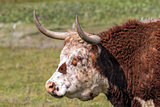 Cattle with Horns Side Portrait