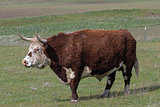 Cattle with Horns Full Body Portrait