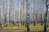 Sunny birch forest in first spring greens