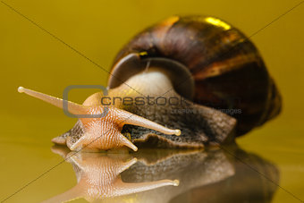 snail on the glass