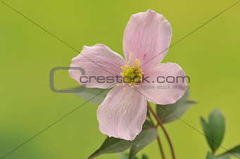 Flower of pink Clematis. Macro