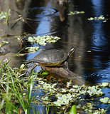 Turtle On The Lake 