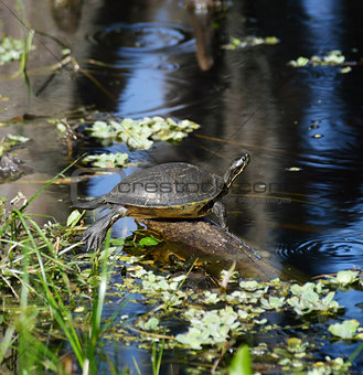 Turtle On The Lake 