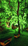 Illuminated in green trees in the night park