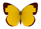 Chocolate Grass Yellow Butterfly