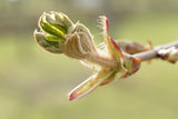 first spring chestnut bud