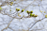 first maple tree buds