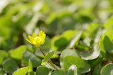 small yellow flower blossom on meadow