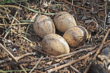 Nest with eggs on the ground