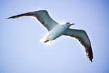 A cormorantl flies in the clear blue sky.