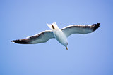 A Seagull flies in the clear blue sky.