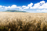 Wheat field on a Sunny day. Green mountains in the background.