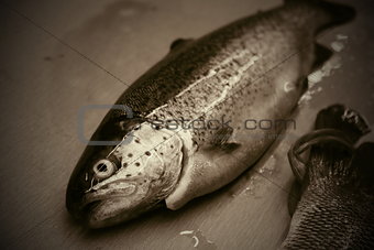 fresh trout fish