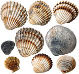 Shells Collection