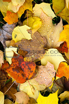 Leaves Fallen Winter Nature Ground Autumn Season Change Dew Drop