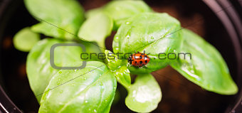 New Start PLant Sweet Basil Herb Leaf Ladybug Insect 