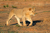 African lion stalking