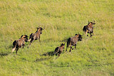 Black wildebeest running