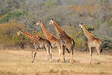 Giraffe herd