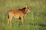 Sable antelope calf