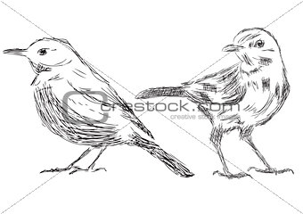 Hand drawn bird Vector Illustrations