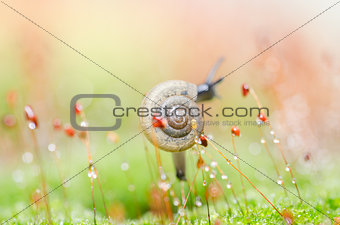Snails and moss