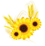 sunflower and wheat background