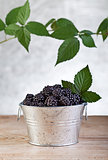 Blackberries in small bucket
