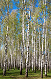 Evening sunny birch grove in first spring greens on blue sky
