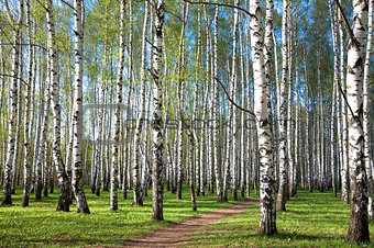 First spring greens in the evening birch grove