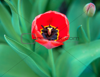 Red spring tulip with bud