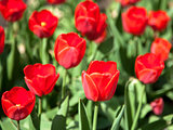 Red spring tulips in May