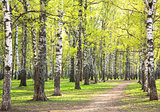 Evening sunny spring birch park with first greens in May