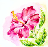 Pink hibiscus, watercolor painting.