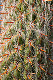 Close Up of Cactus