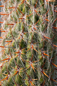 Close Up of Cactus