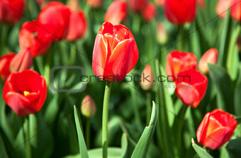 First red spring tulips 