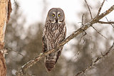 A perched Great Grey Owl