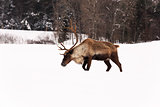 Elk in a winter scene