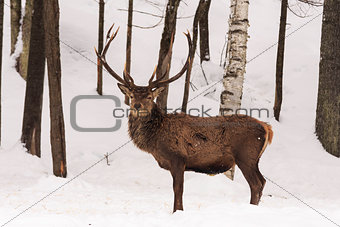 Elk in a winter scene