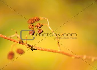 Detail branch with blurred background