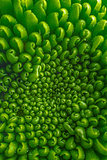 Green pattern fower