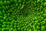 Green plant pattern