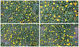 Сollage of images of dandelions and green grass on a sunny day.