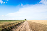 Country road among fields of wheat. 