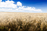 Wheat field on a Sunny day.