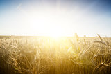 Wheat field on a Sunset.