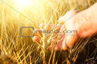 Female hand wins the ears of wheat.  The sunset.