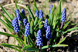 Some beautiful blue flowers of muscari
