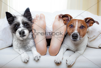 couple of dogs and owner